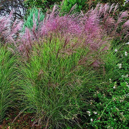 Miscanthus sinensis Morning Light vert botanic®. Le pot de 4 litres