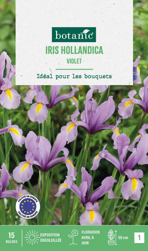 Iris hollande coloris violet botanic® - 15 bulbes