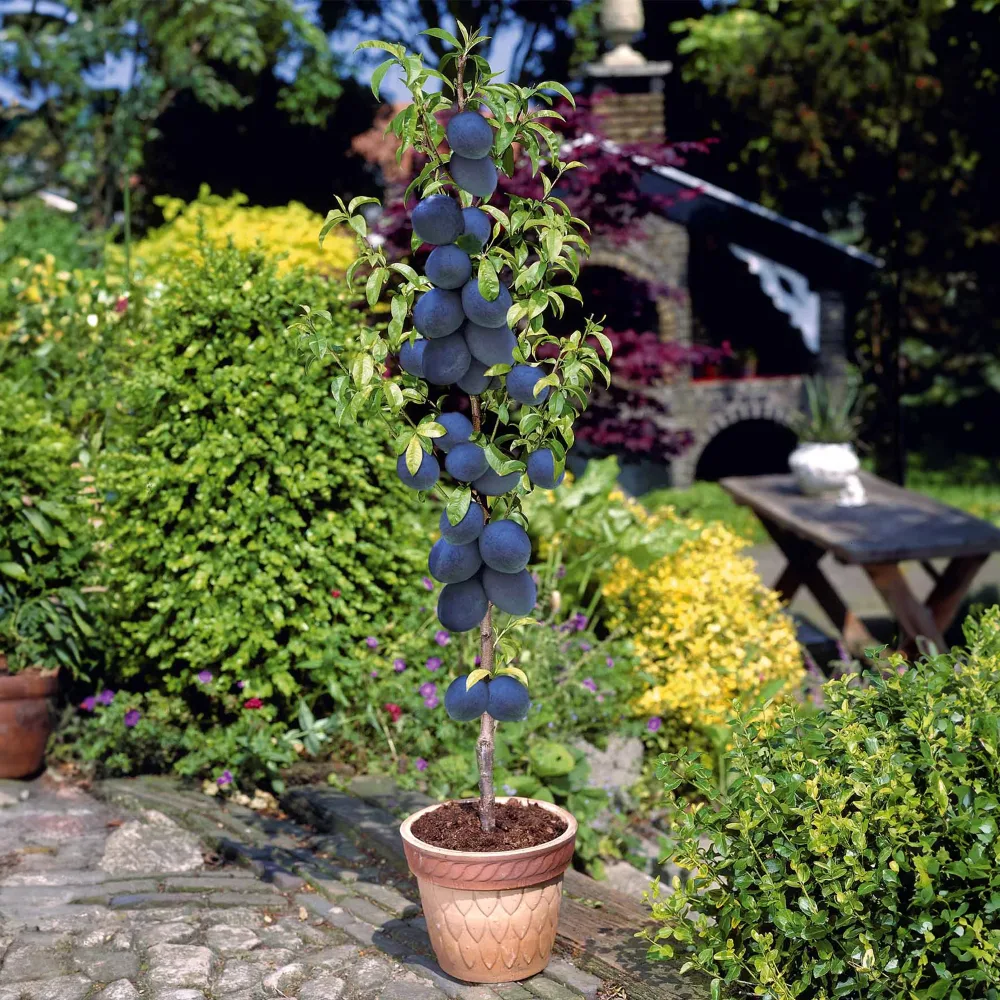 Mini prunier Black Amber Prunus salicina Black Amber