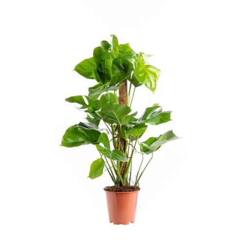 Monstera Deliciosa pot tuteur mousse Ø19xH90 cm