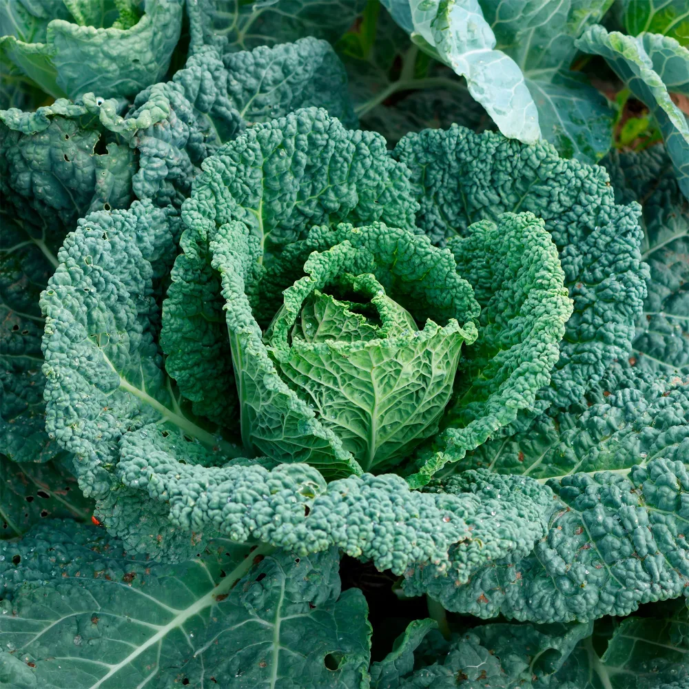 Chou de Milan Capriccio F1 Brassica oleracea sabauda capriccio f1