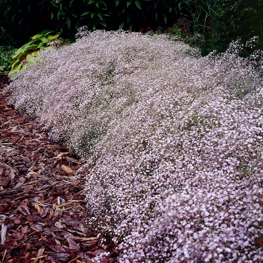 Gypsophile Rosenschleier Gypsophila paniculata Rosenschleier