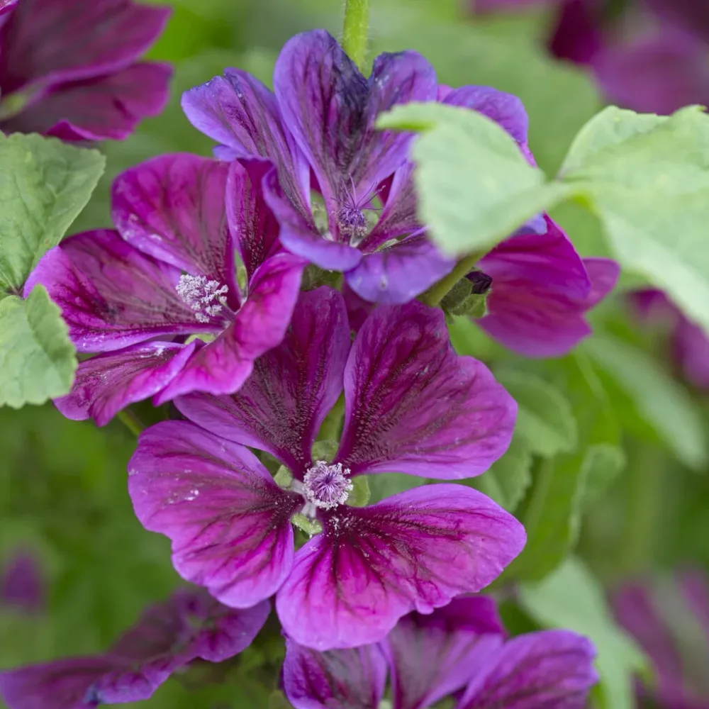 Mauve géante Malva sylvestris