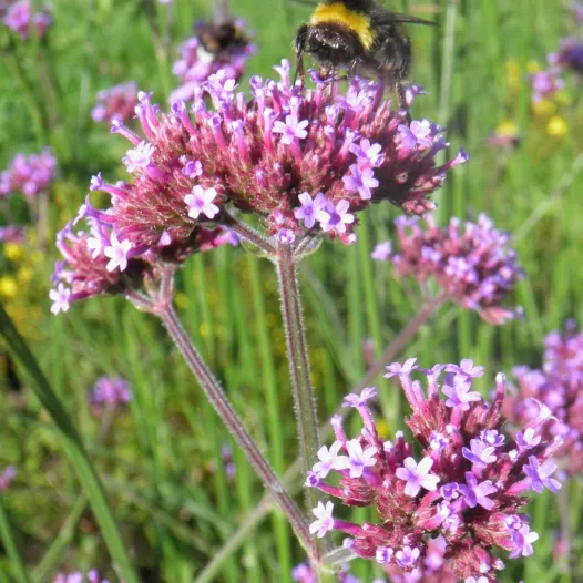 Bio zaden van Verbena bonariensis