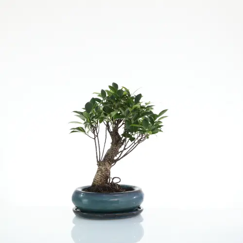 Bonsaï Ficus Retusa botanic® taille 2,5. Le pot