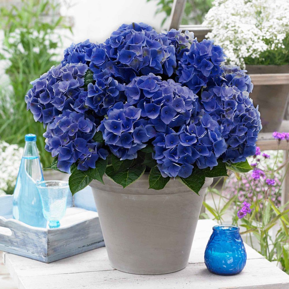 Hortensia Blue Boogie Woogie® Hydrangea macrophylla 'blue boogie woogie'