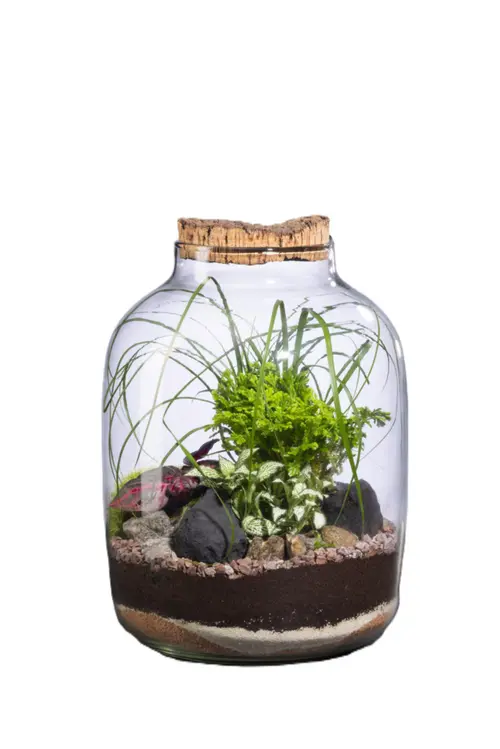 Terrarium autonome Mensa L botanic® - Ø 12,5-24 x 34 cm