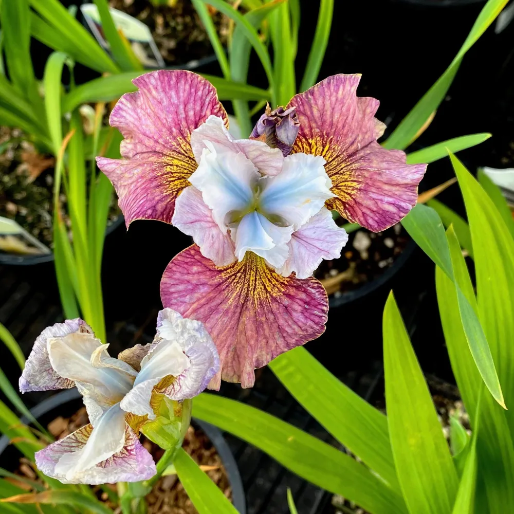 2 Iris de Sibérie Femmes peintes Iris sibirica painted women