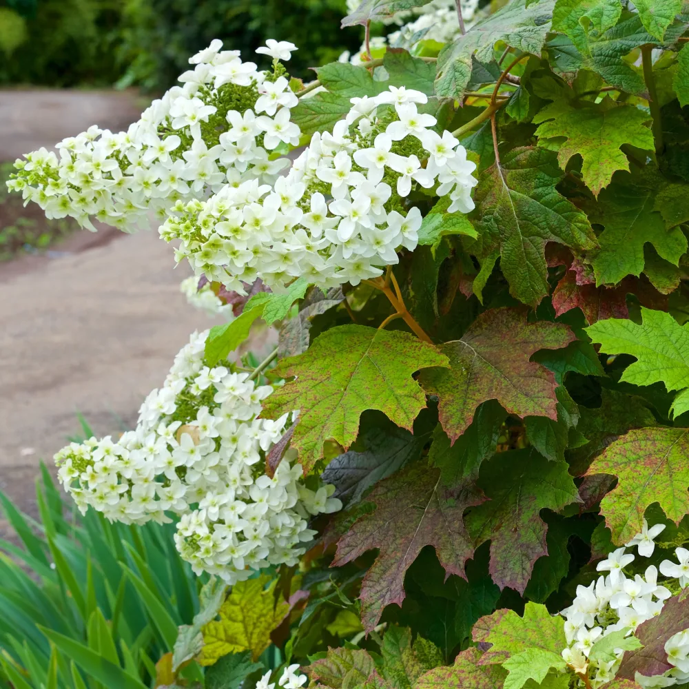 Hortensia à feuilles de chêne Hydrangea quercifolia