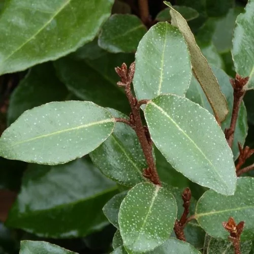Elaeagnus Ebbingei (Chalef d’Ebbing) en pot de 3 L argent