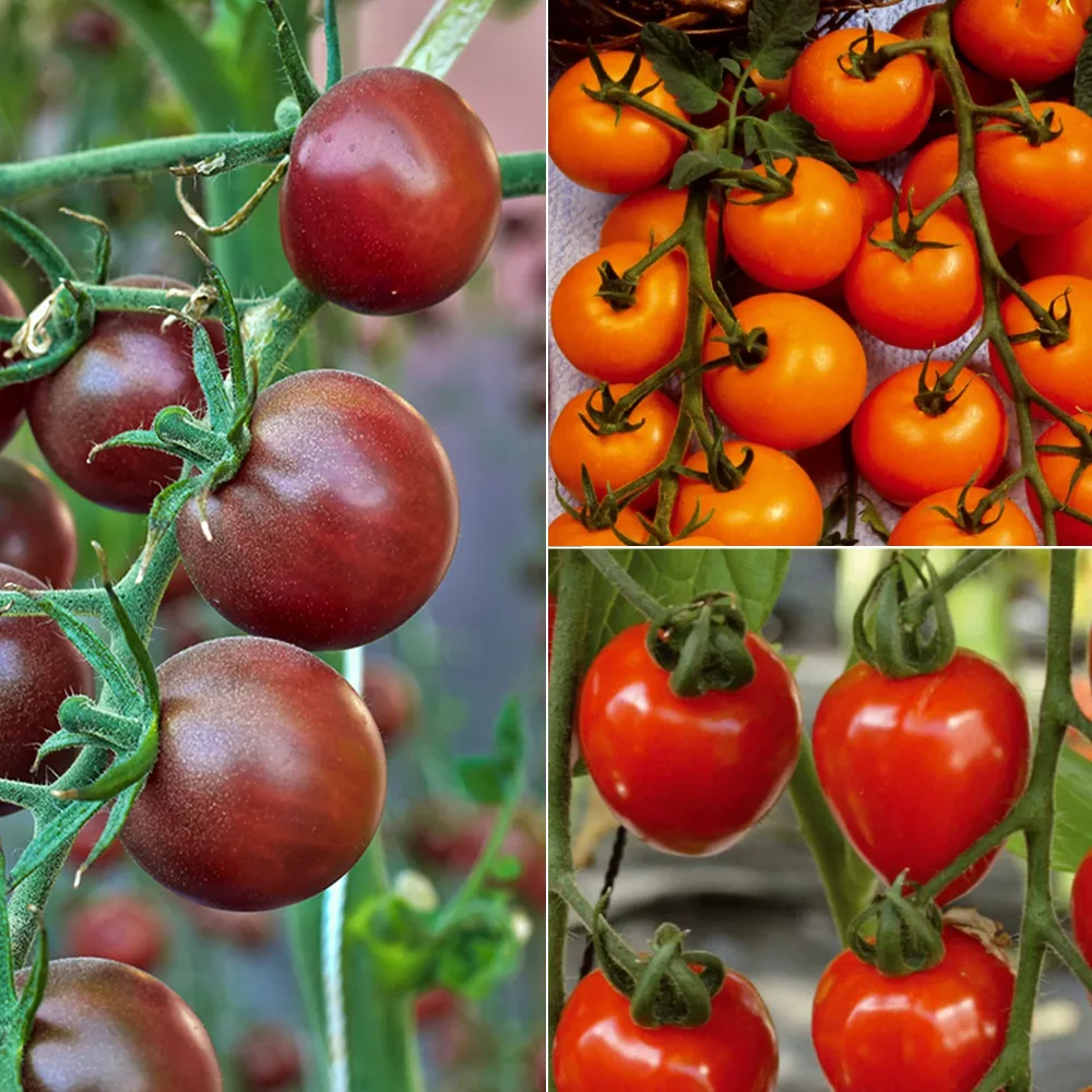 Collection de Tomates cerises Collection tomates cerises