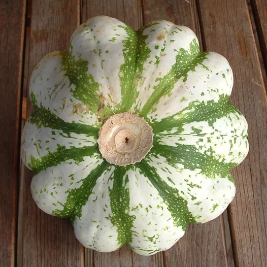 Pâtisson Veelkleurig