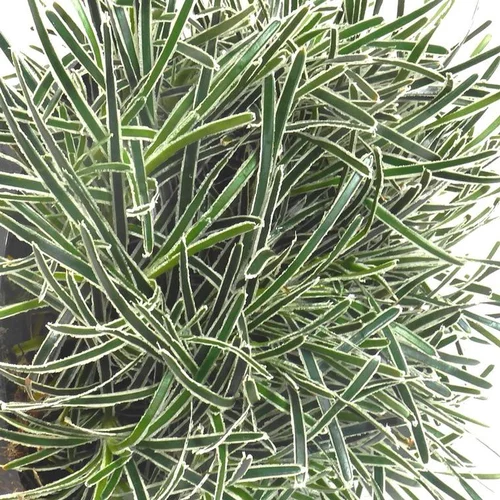 Scirpe étoilé ice crystal vert en pot de 2 L