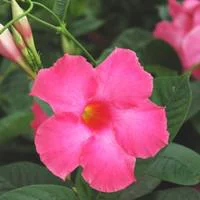 Mandevilla Tourmaline palissé - Le pot de 2.5 litres