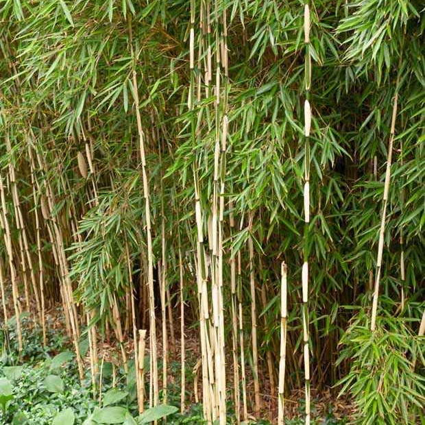 Bambou Fargesia robusta Pingwu non-traçant Fargesia robusta Pingwu