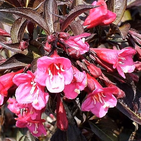 2 x Weigela de Floride 'Alexandra' – Weigela florida 'Wine & Roses' | 'Alexandra' | 40 | 50 cm pot