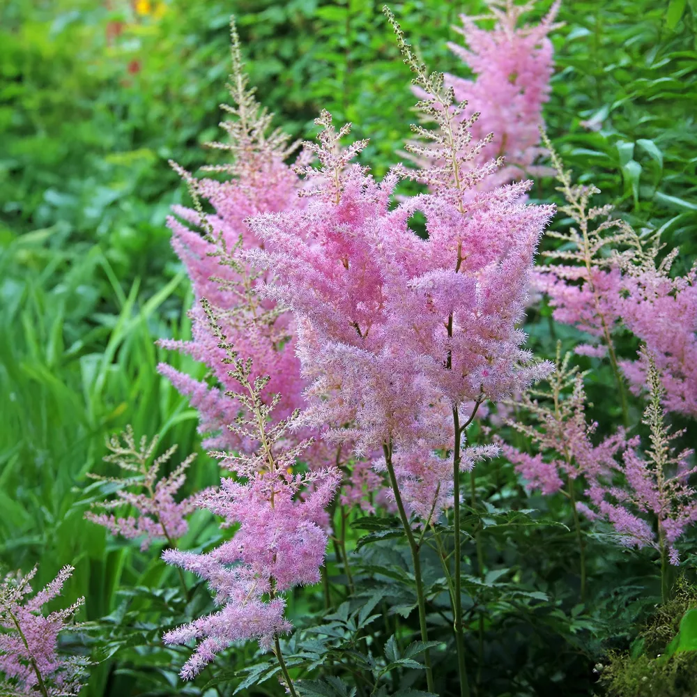 Astilbe d'Arends Anita Pfeifer Astilbe x arendsii Anita Pfeifer