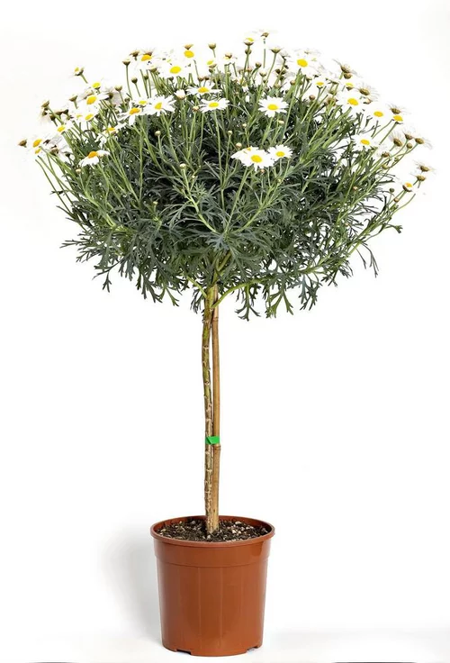 Anthemis Albenga Tige. Le pot de 19 cm