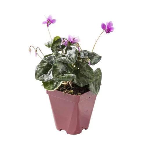 Cyclamen Vivace - Le pot de 10,5 cm