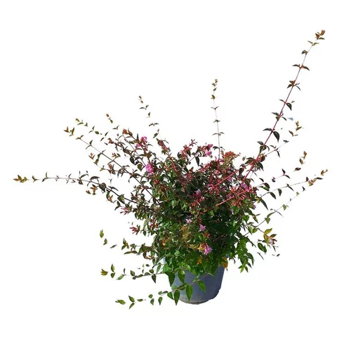 Abélia Grandiflora Edward Goucher rose. Le pot de 3 litres