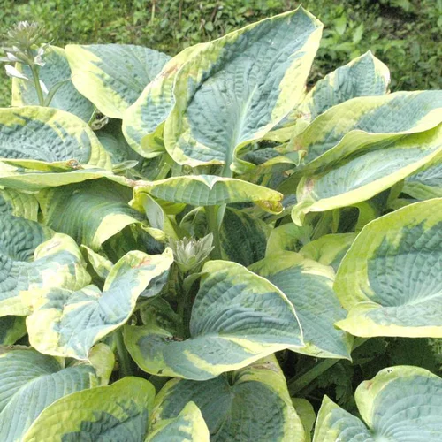 Hosta frances williams verte en pot de 2 L