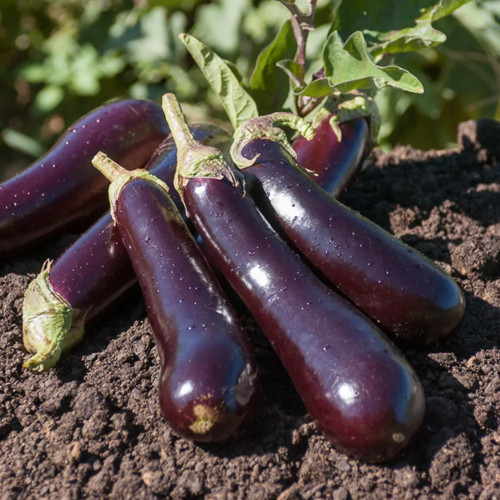 Aubergine Violette de Barbentane Solanum melongena violette de Barbentane