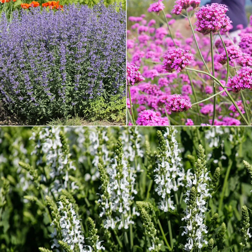 Massif au soleil Violet & Blanc Nepeta, Salvia, Verbena