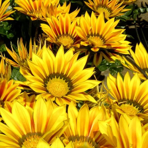 Gazania - Le pot de 3 litres