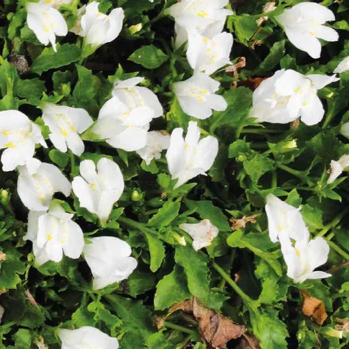 Mazus rampant blanc godet 9x9 cm