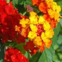 Lantana multicolore. Le pot de 10 litres