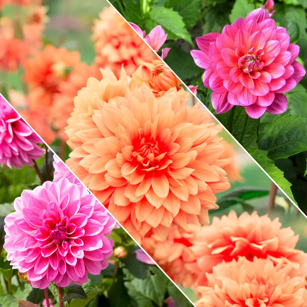 Dahlias nains en mélange Dahlia berliner kleene, bluesette, margareth kleen