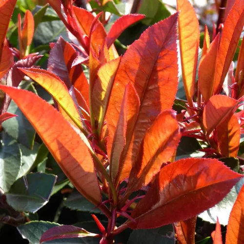 Photinia Fraseri. Le pot de 18 litres, forme tige 80 cm