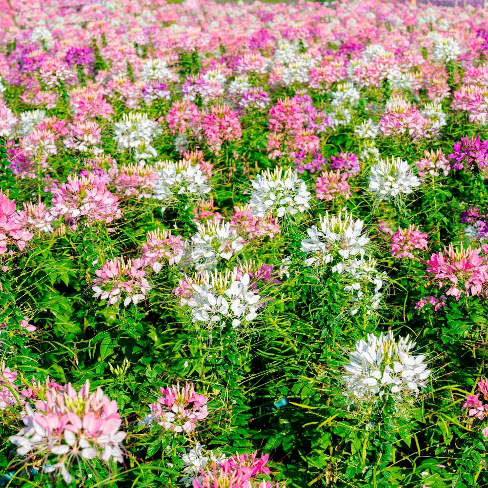 Cléome épineux Colour Fountain en mélange Cleome spinosa