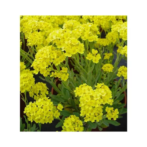 Alysse corbeille d'or - La barquette de 6 plants
