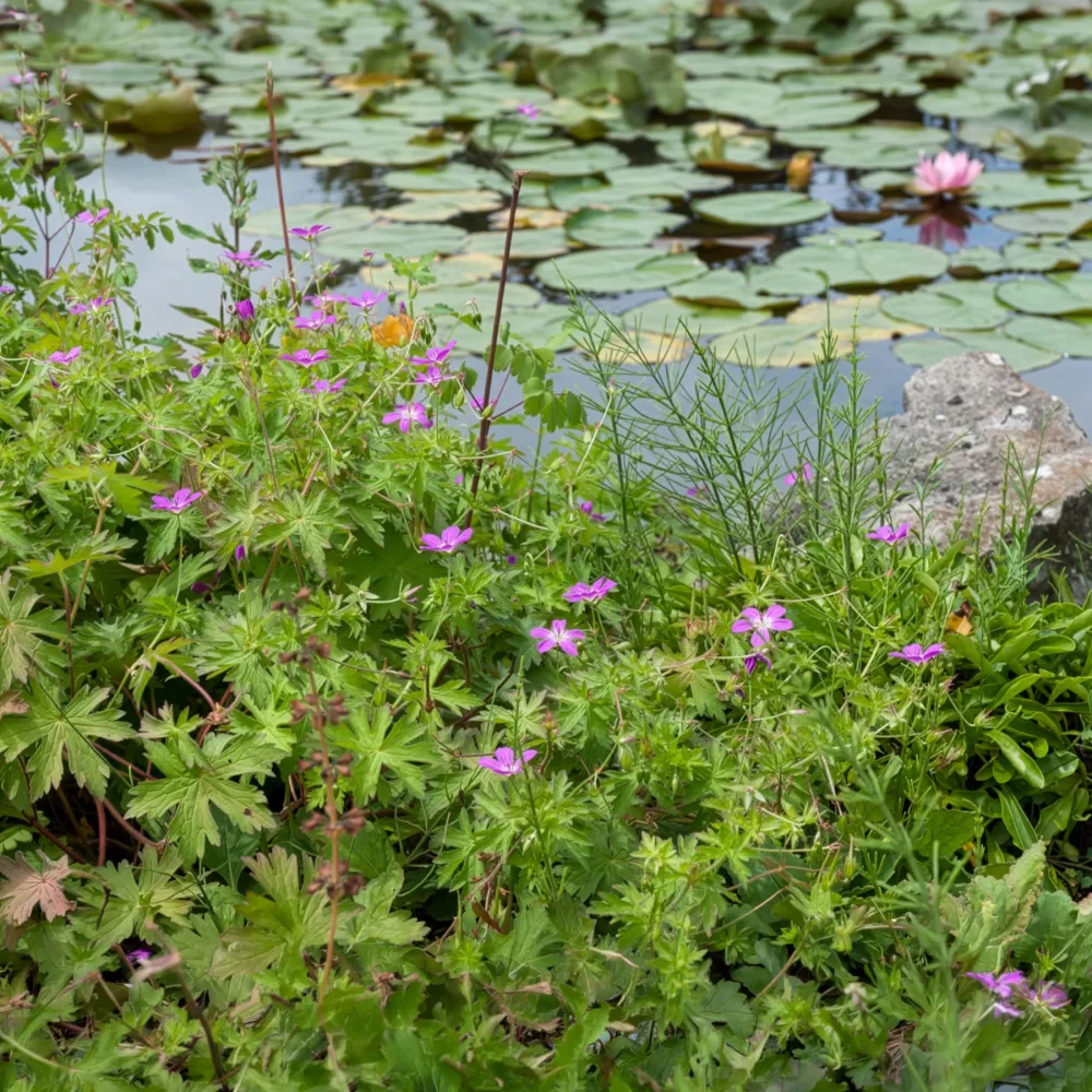 Géraniums des marais Geranium palustre