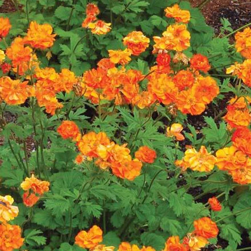 Benoîte Firestorm Geum fire storm