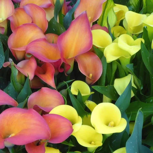 Arum De Couleur. Le pot diam 12 cm