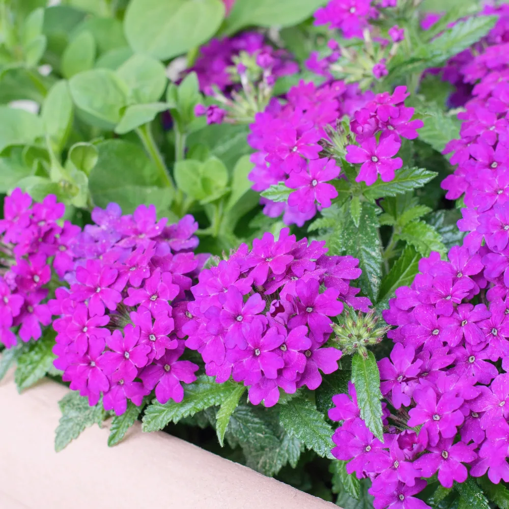 Verveine retombante violette Verbena purple