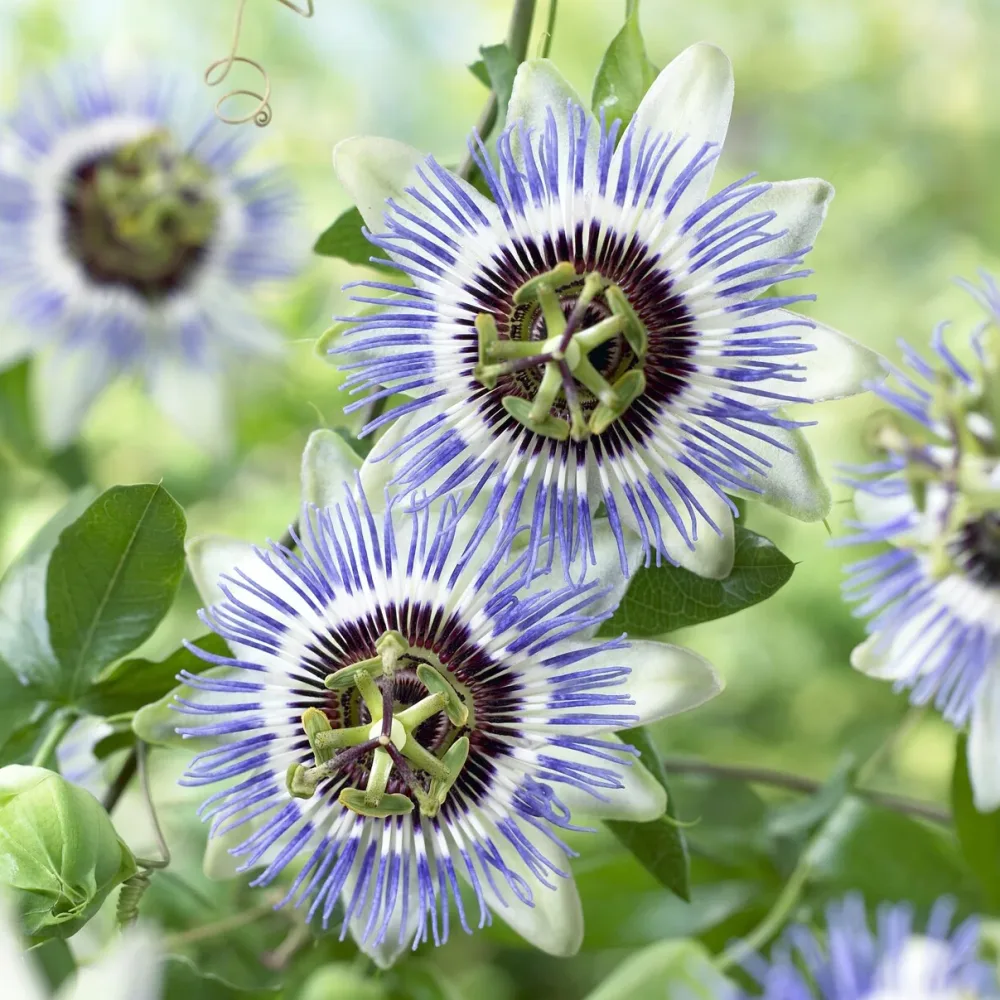 Passiflore Clear Sky Passiflora caerulea Clear Sky