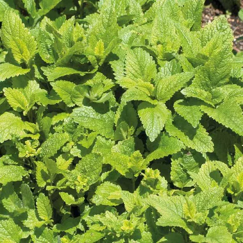 Boisson D'Été Melisse Citronnelle Bio. Le pot de 1 litre