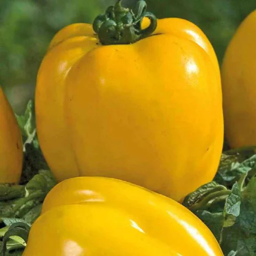 Tomate Allongée Poivron Jaune bio. Le pot de 9 x 9 cm