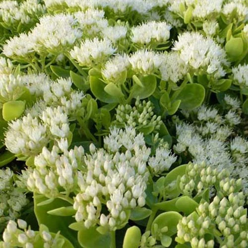 Sedum Iceberg Sedum spectabile iceberg