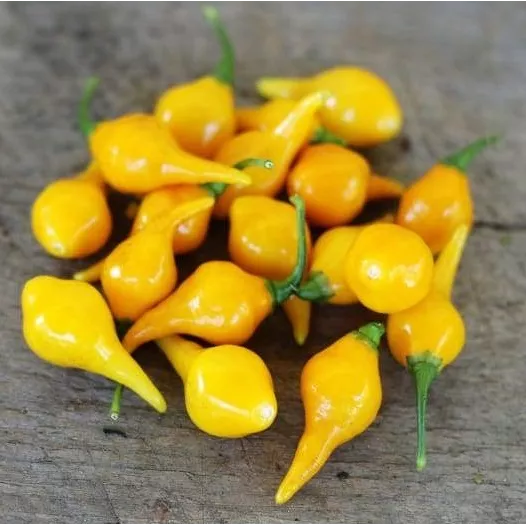 Biologische zaden van Chilli peper Biquinho geel