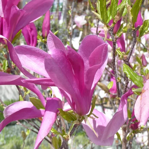 Magnolia de Soulanges (Soulangiana) rose. Le pot de 7 litres