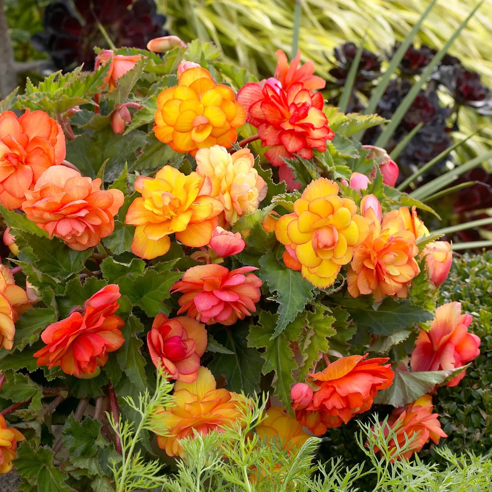 5 Bégonias Picotée Golden Balcony Begonia golden balcony