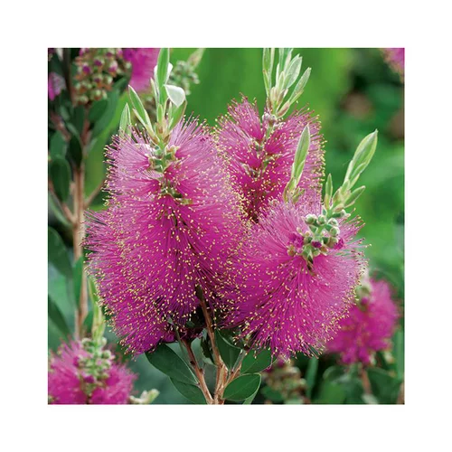 Callistemon Viminalis Hot Pink. Le pot de 5 litres