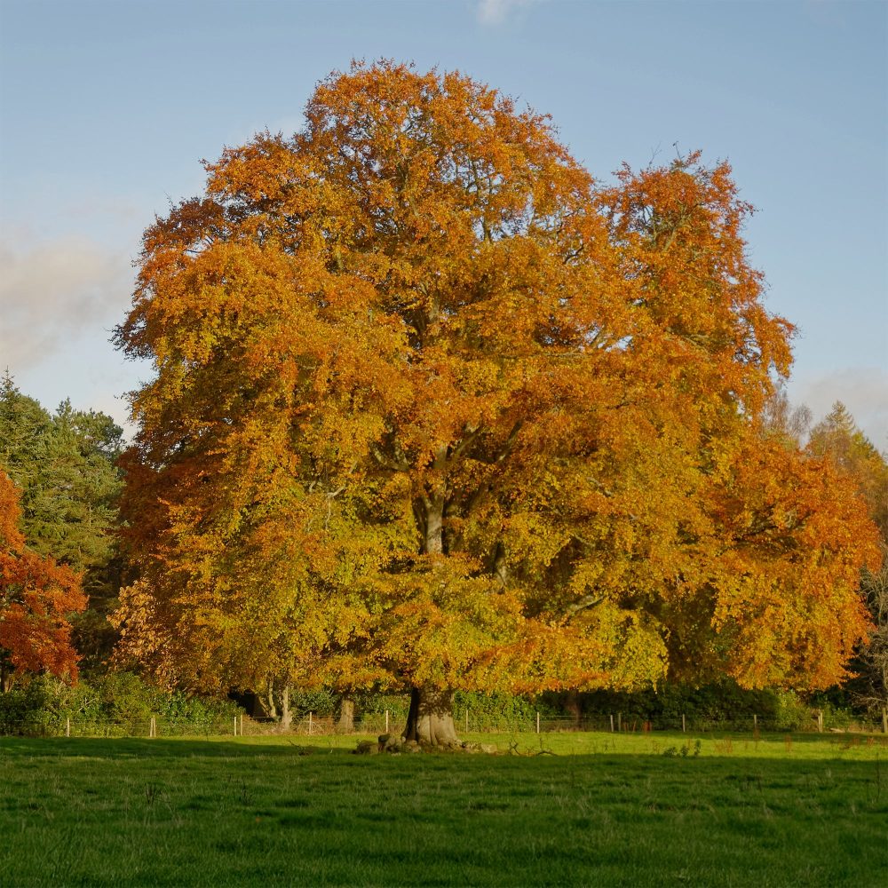 Hêtre commun Fagus sylvatica
