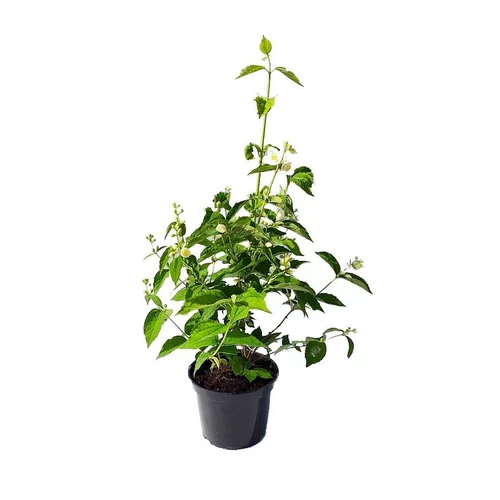 Seringat (Jasmin des poètes) blanc. Le pot de 3 litres