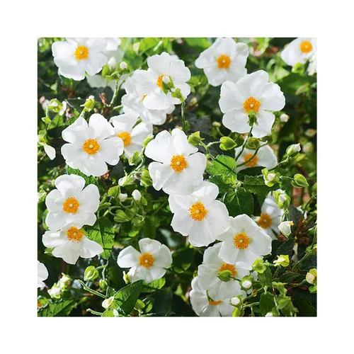 Ciste Corbariensis en pot de 3 litres