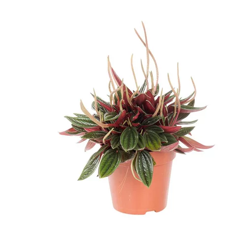 Peperomia rosso Ø 12 cm